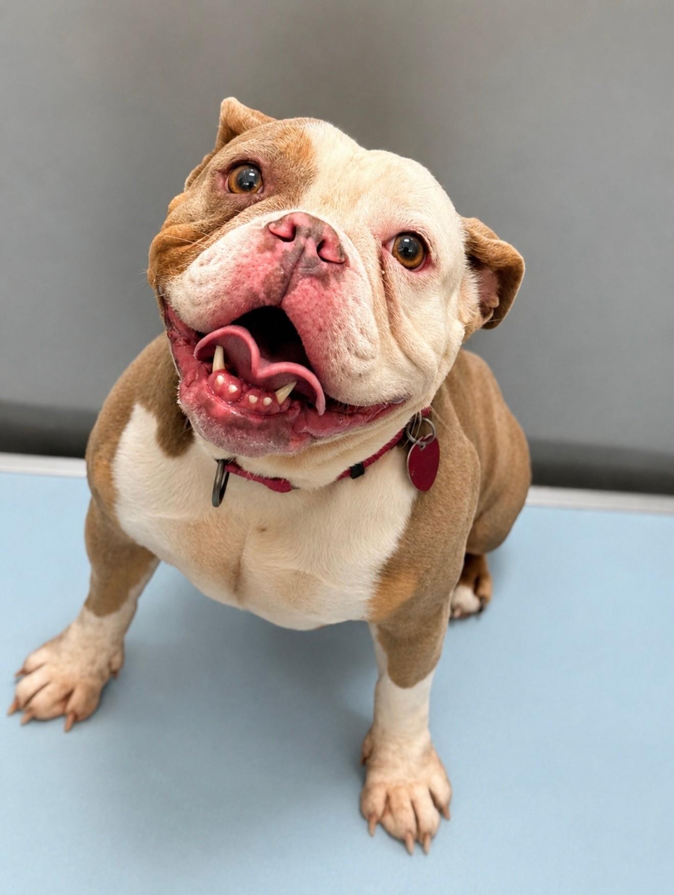 Feta, a ADOPTABLE English Bulldog in Ashland, VA image 1/3