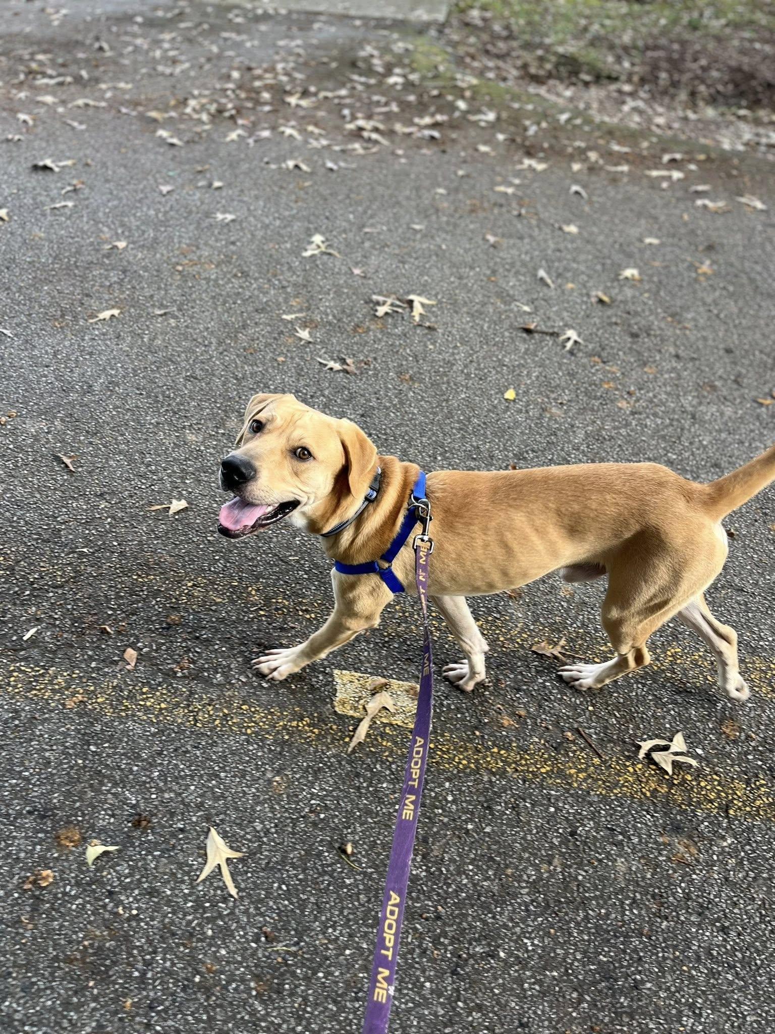 Enlarge Huck, an adoptable Labrador Retriever in Colbert, GA image 5/6