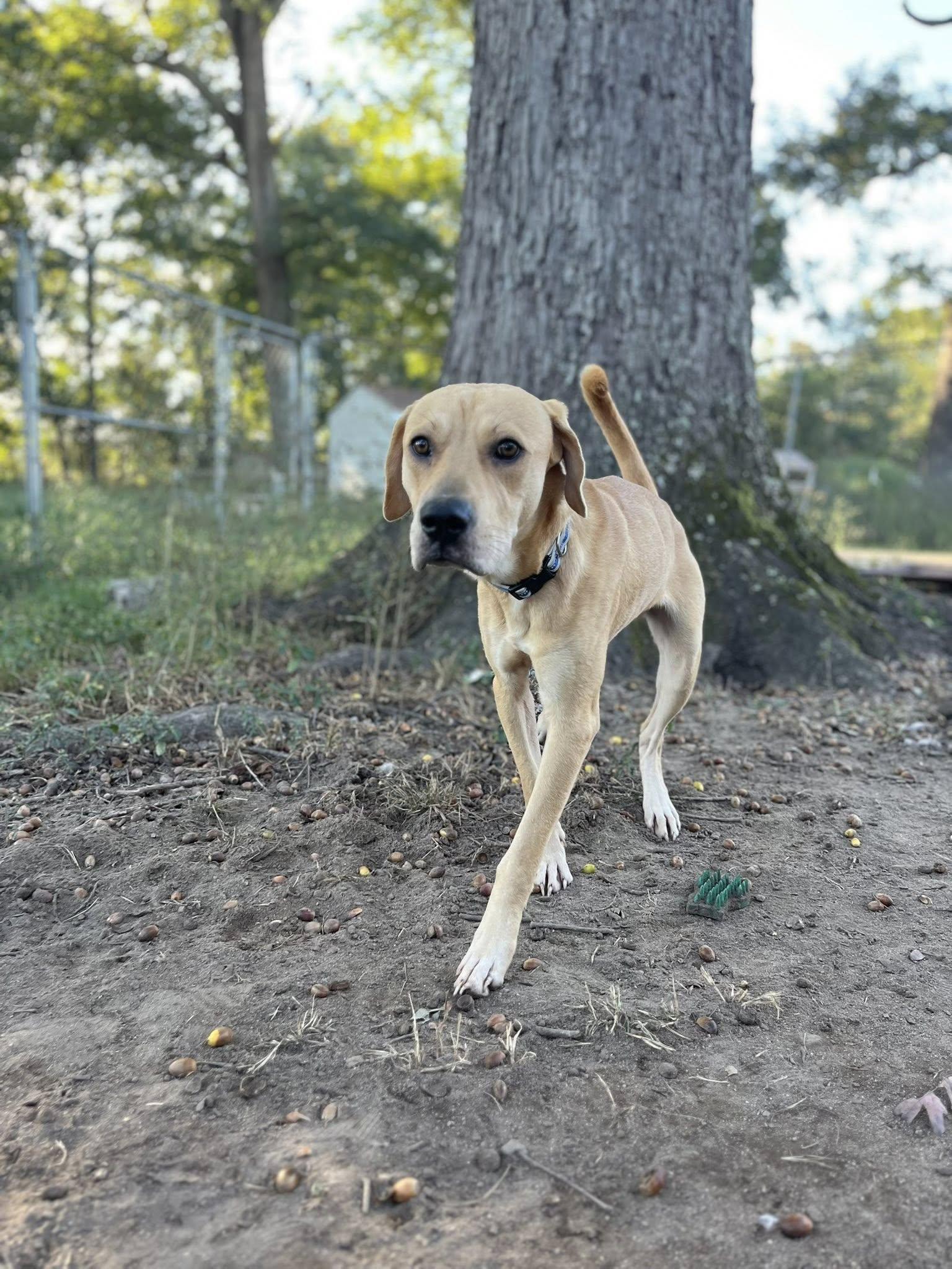 Huck, adoptable, Young Male Labrador Retriever.