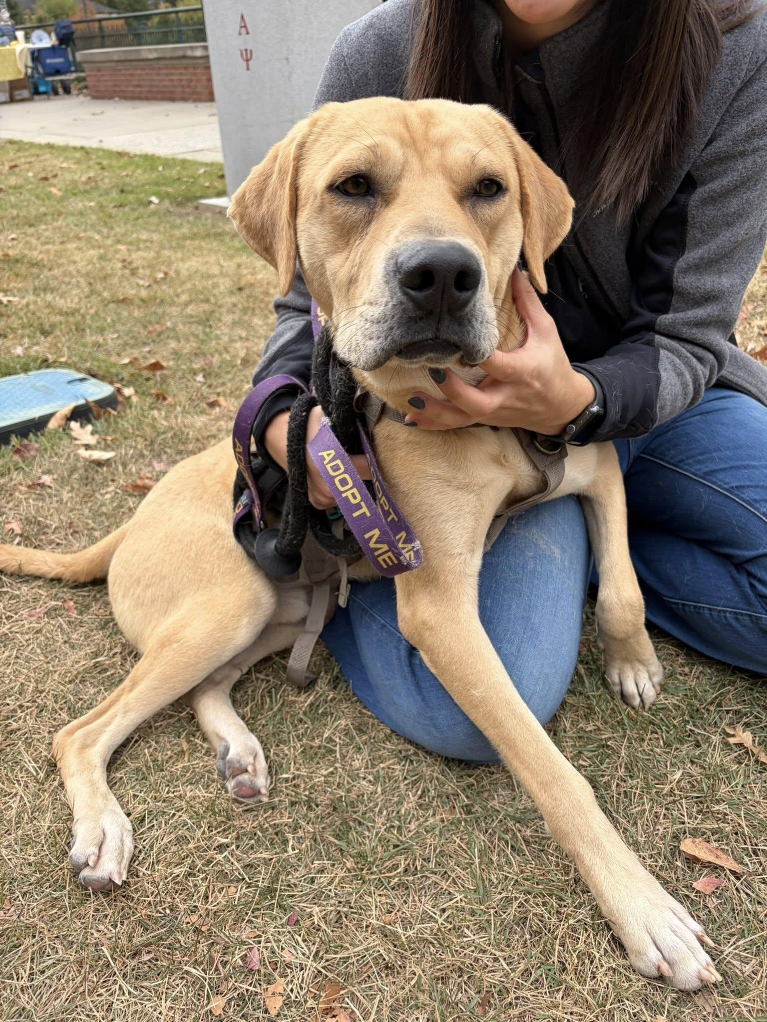 Enlarge Huck, an adoptable Labrador Retriever in Colbert, GA image 3/6
