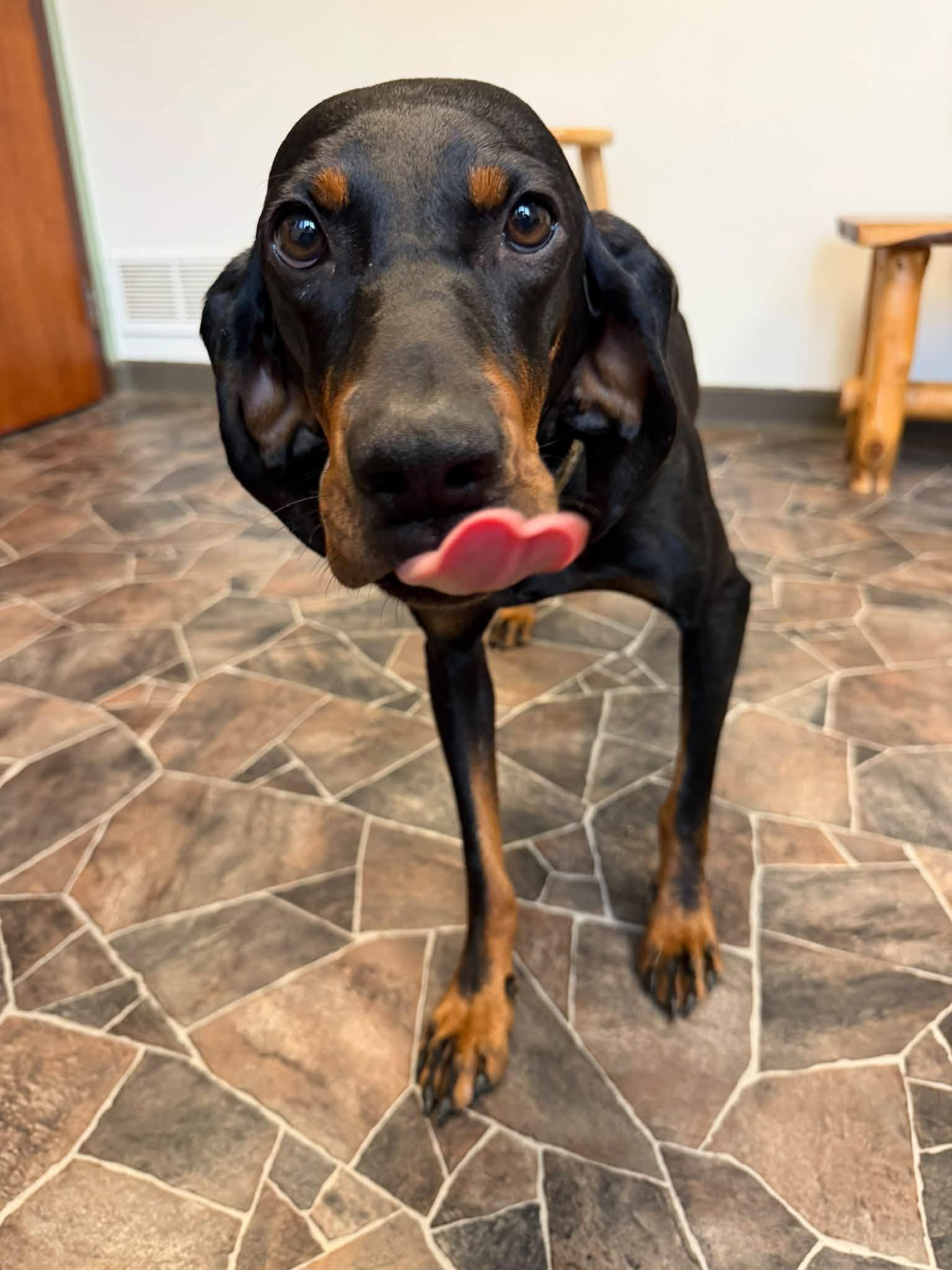 Enlarge Serenity, a Adoptable mixed breed in Sterling Heights, MI image 3/6