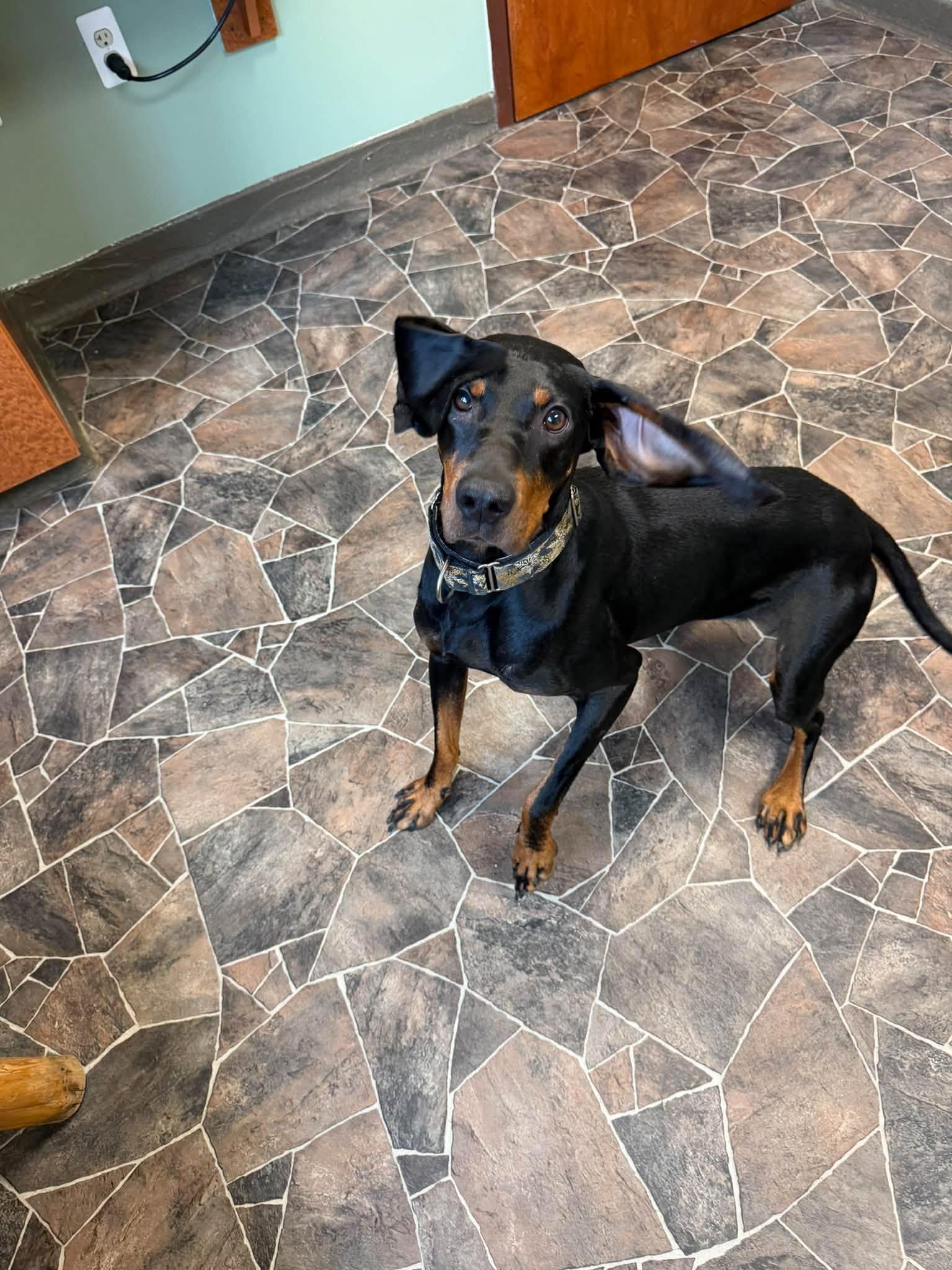 Enlarge Serenity, a Adoptable mixed breed in Sterling Heights, MI image 2/6
