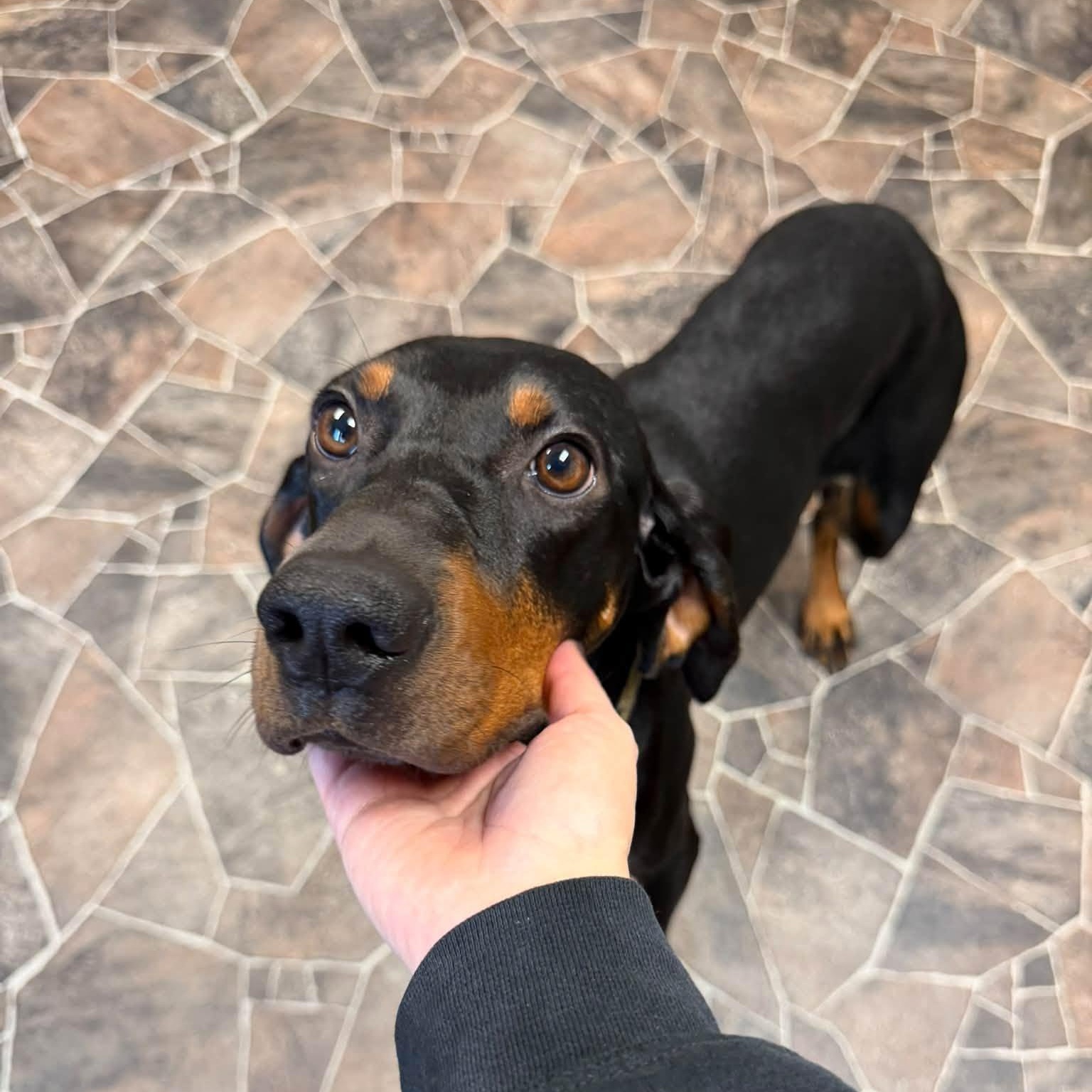 Serenity, Adoptable, Adult Female Black and Tan Coonhound.
