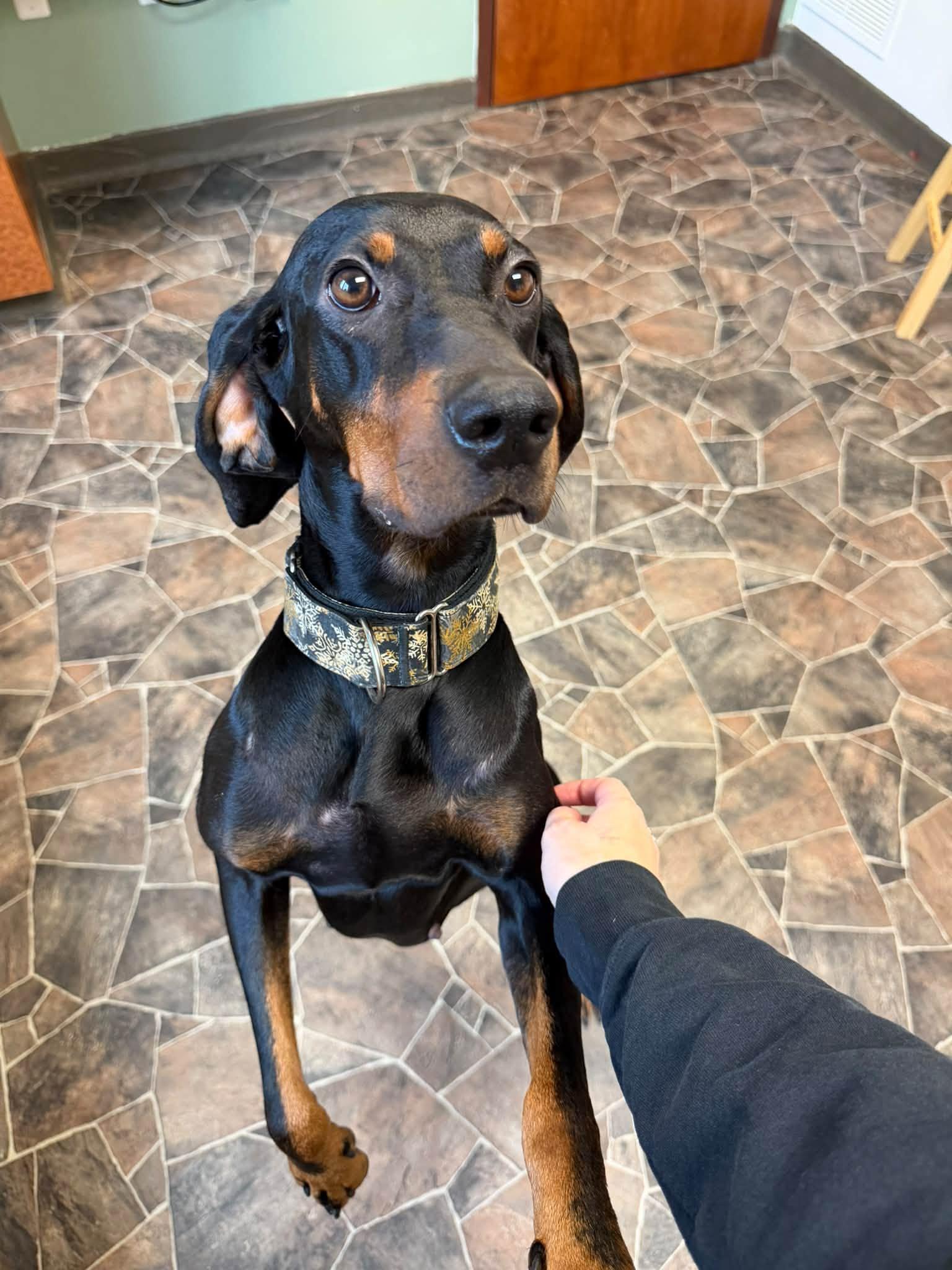 Enlarge Serenity, a Adoptable mixed breed in Sterling Heights, MI image 5/6