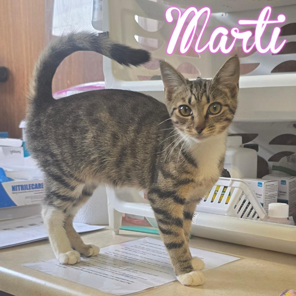 Marti, Adoptable, Young Female Domestic Short Hair.