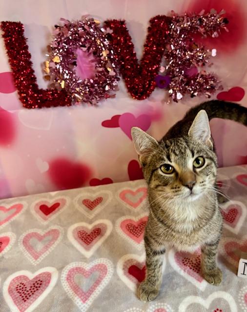 Enlarge Pip, a ADOPTABLE Domestic Short Hair in Cincinnati, OH image 1/4