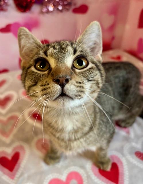 Enlarge Pip, a ADOPTABLE Domestic Short Hair in Cincinnati, OH image 2/4