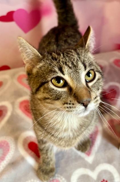 Enlarge Pip, a ADOPTABLE Domestic Short Hair in Cincinnati, OH image 4/4