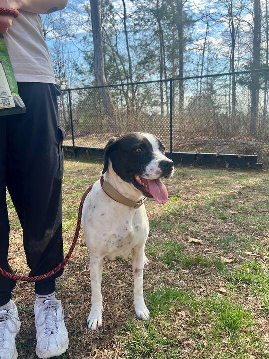 Enlarge Dolly, a ADOPTABLE mixed breed in Maidens, VA image 2/4