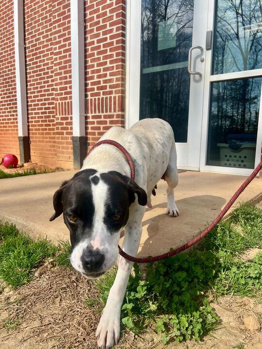 Enlarge Dolly, a ADOPTABLE mixed breed in Maidens, VA image 4/4