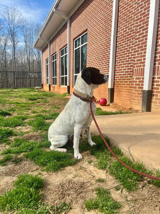 Enlarge Dolly, a ADOPTABLE mixed breed in Maidens, VA image 3/4