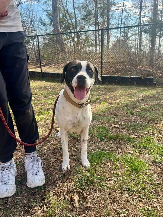 Dolly, ADOPTABLE, Adult Female American Bulldog.