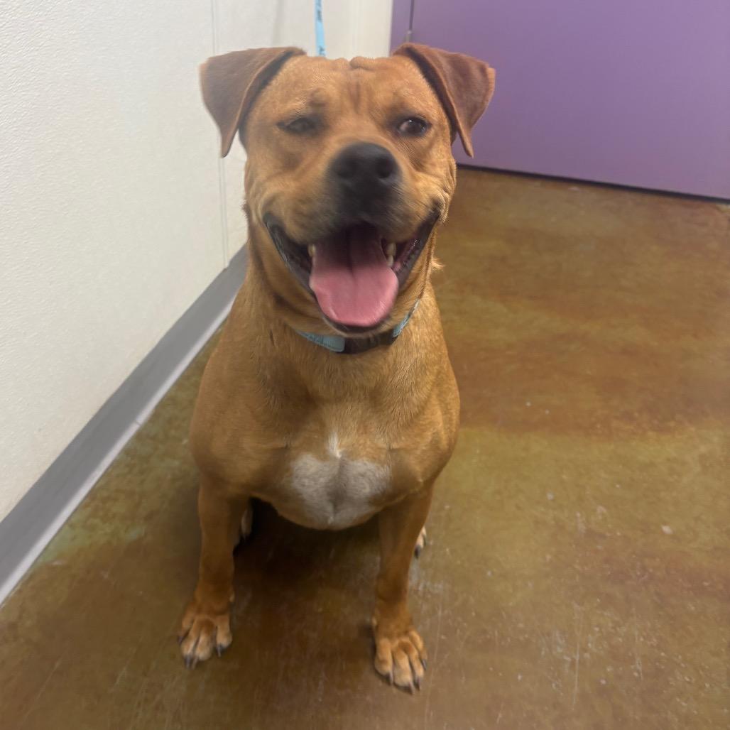 Kaktus, Adoptable, Adult Male American Staffordshire Terrier.