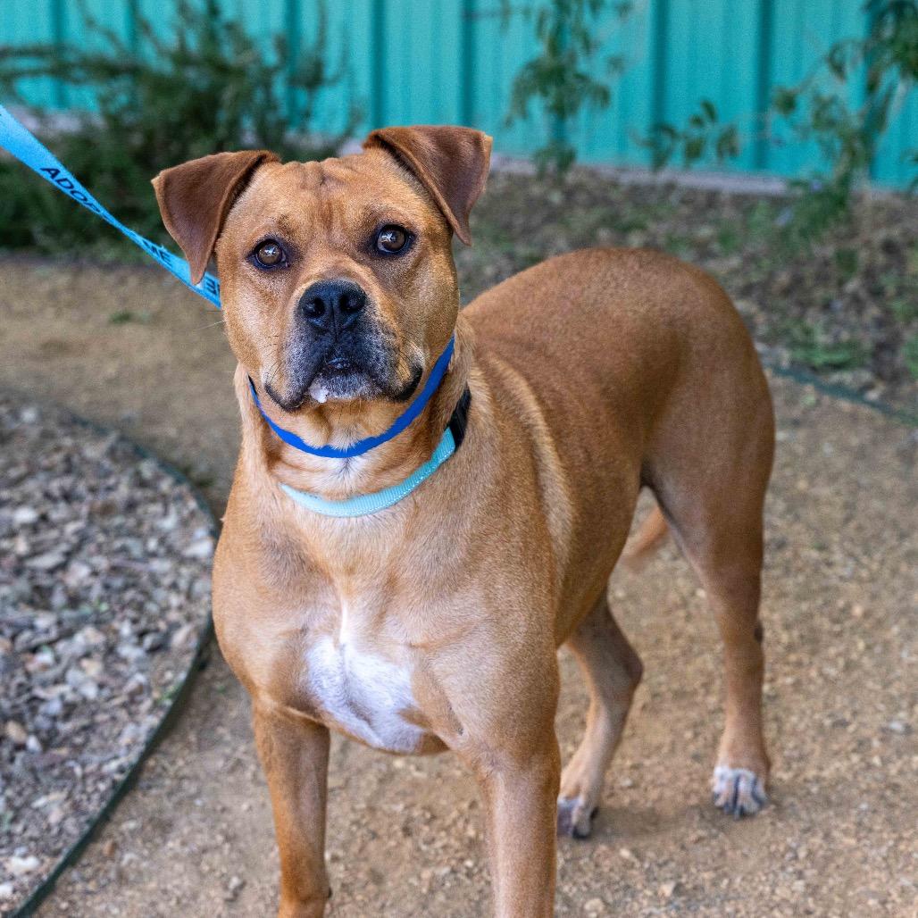 Kaktus, a Adoptable American Staffordshire Terrier in Albuquerque, NM image 2/6