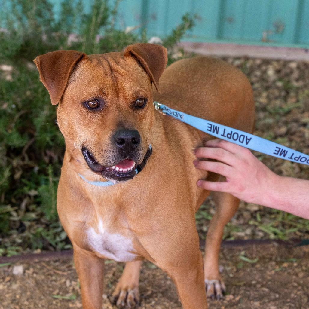 Kaktus, a Adoptable American Staffordshire Terrier in Albuquerque, NM image 3/6