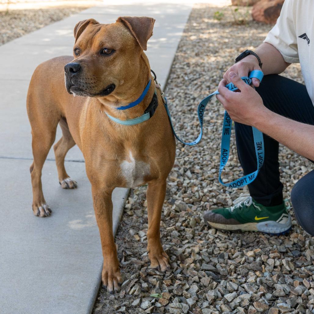 Kaktus, a Adoptable American Staffordshire Terrier in Albuquerque, NM image 4/6