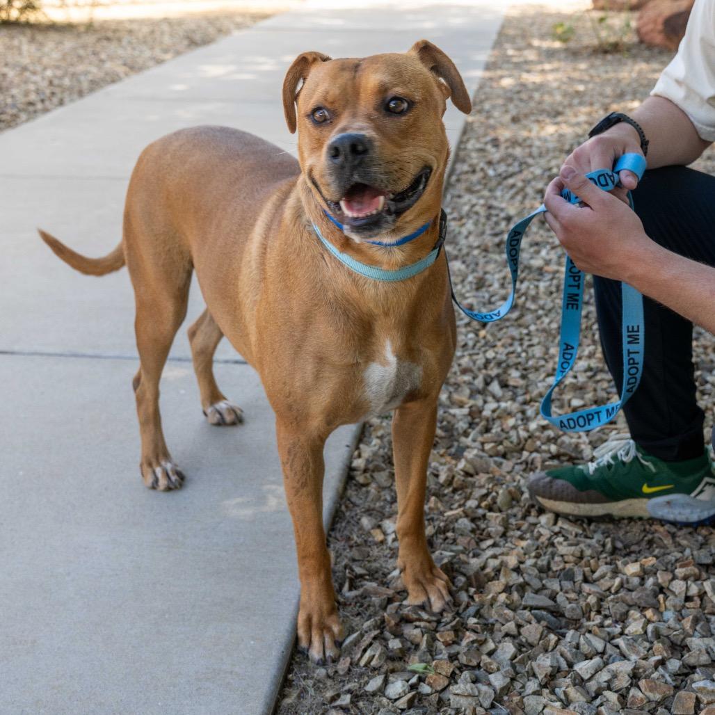 Kaktus, a Adoptable American Staffordshire Terrier in Albuquerque, NM image 5/6