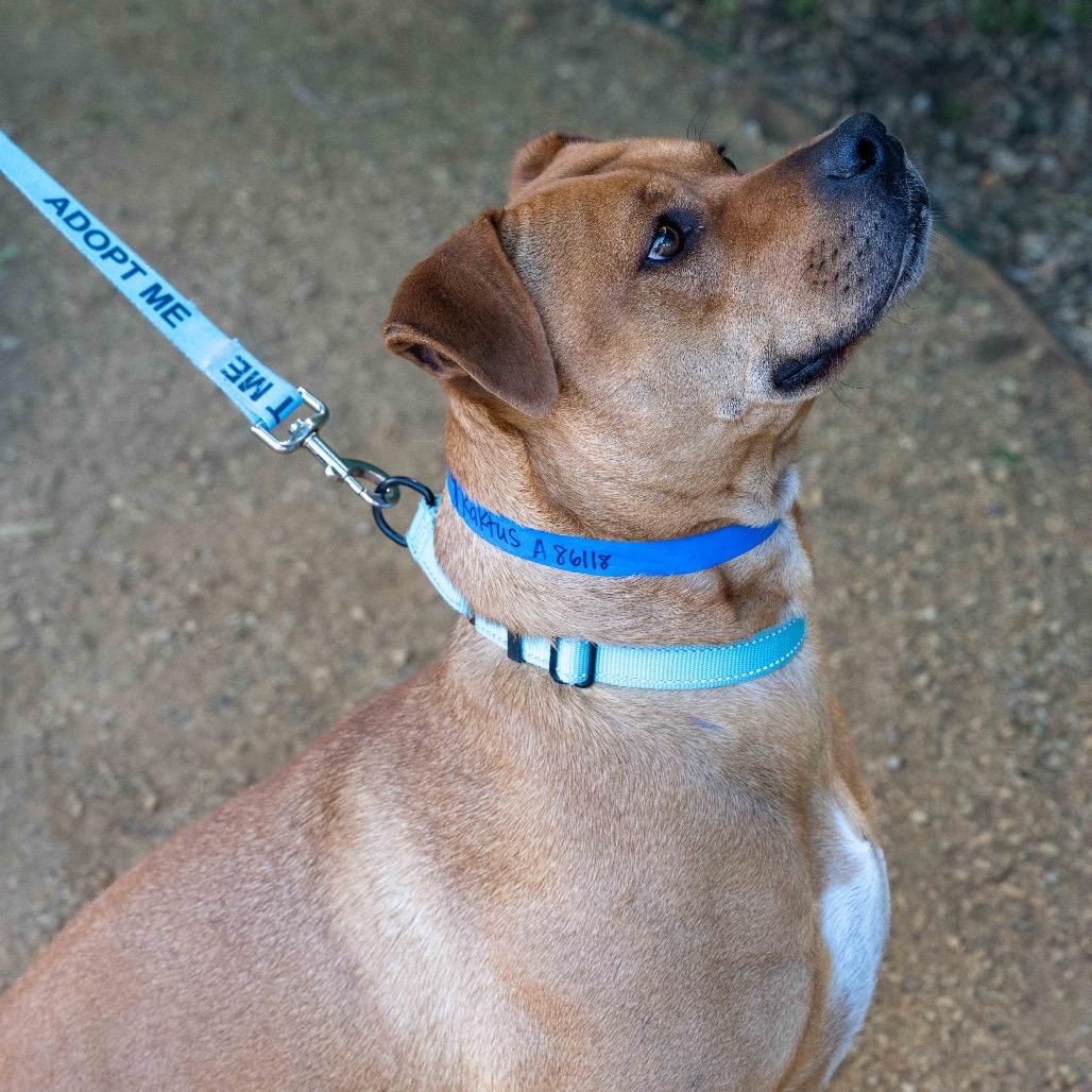 Kaktus, a Adoptable American Staffordshire Terrier in Albuquerque, NM image 6/6