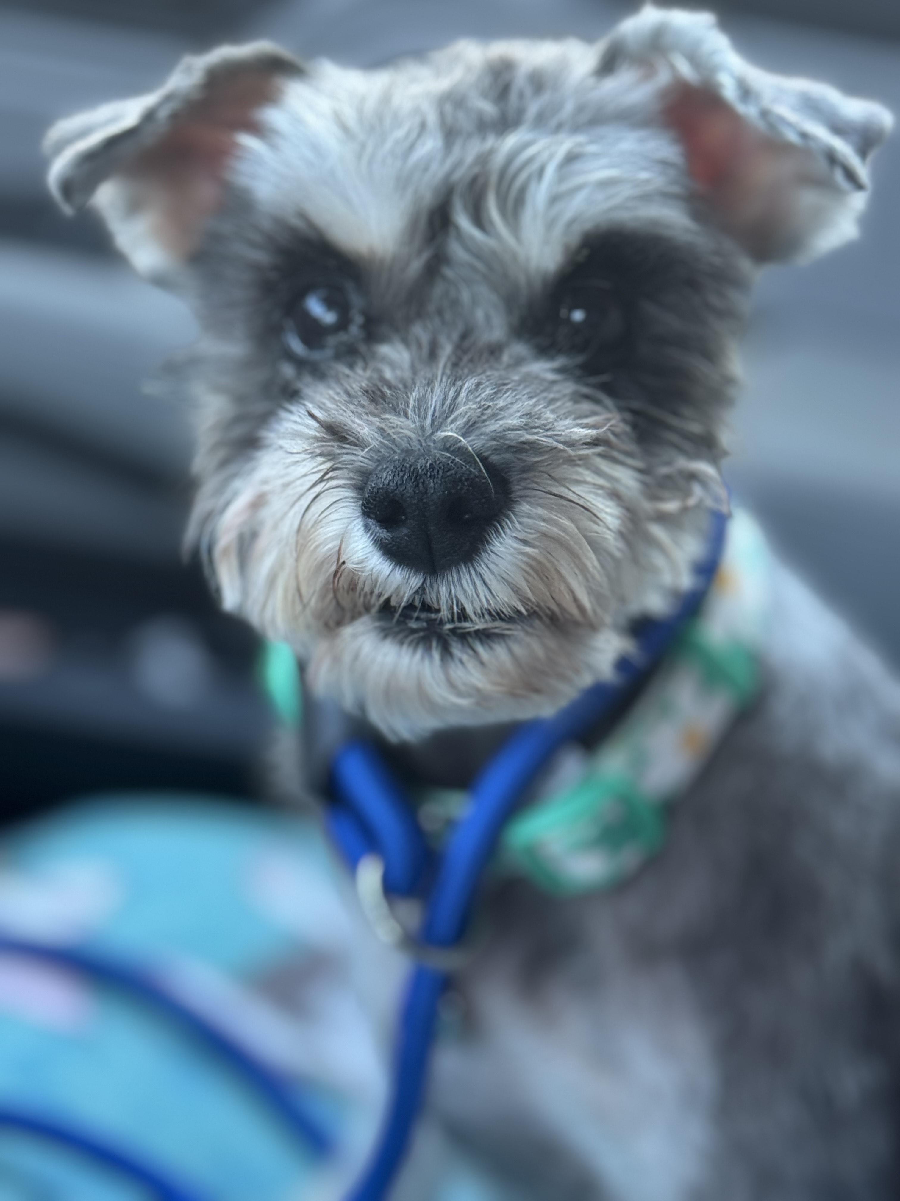 Ava-ADOPT Me!!