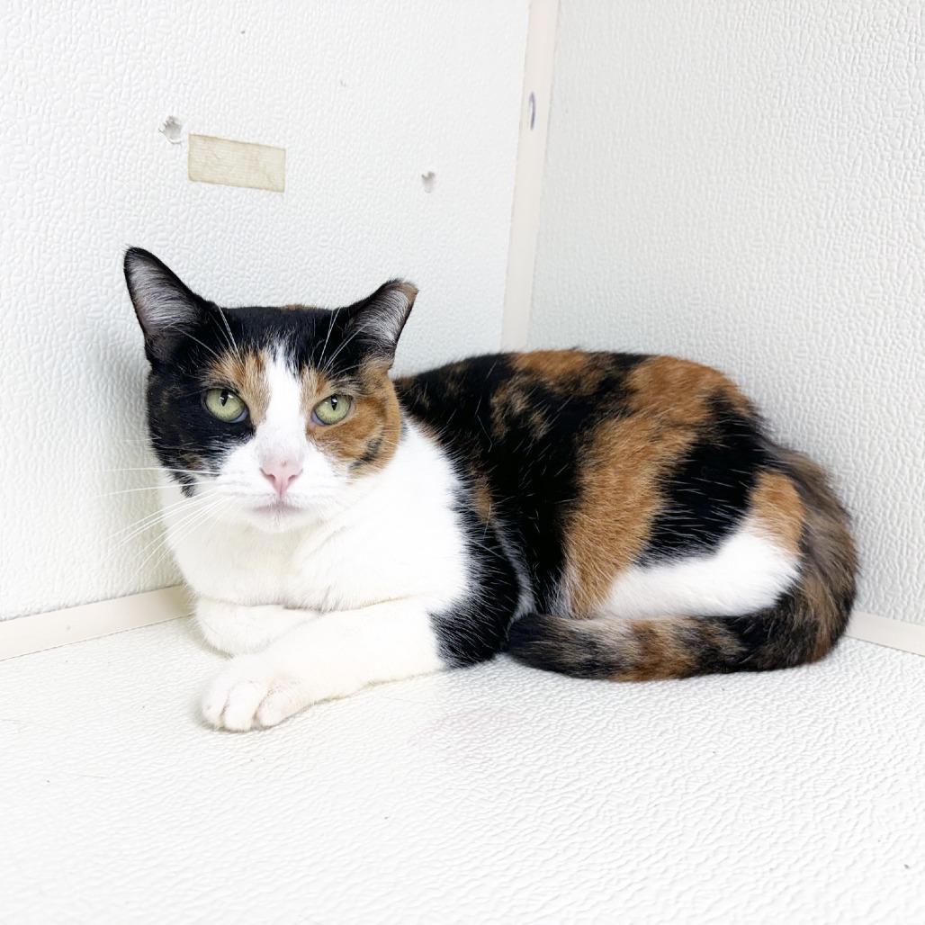 Mew, Adoptable, Adult Female Domestic Short Hair.