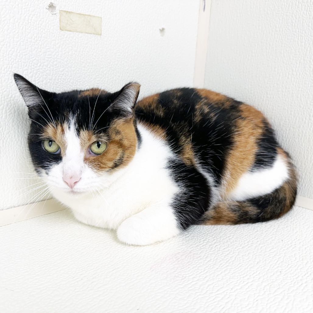 Enlarge Mew, a Adoptable Domestic Short Hair in Oshkosh, WI image 2/5
