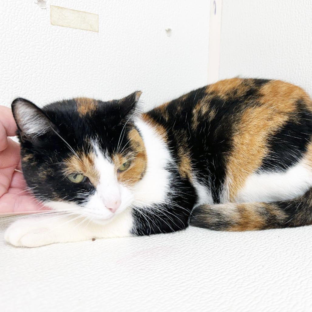 Enlarge Mew, a Adoptable Domestic Short Hair in Oshkosh, WI image 3/5