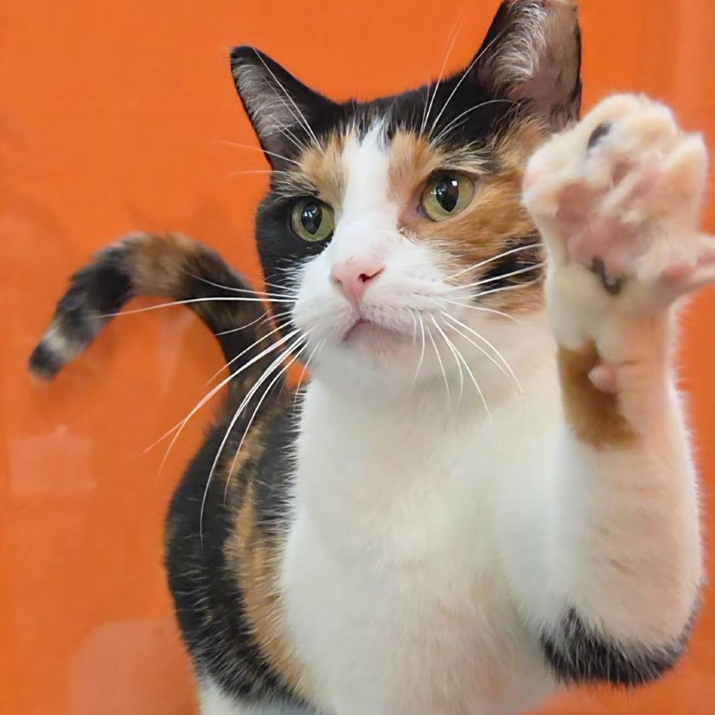 Enlarge Mew, a Adoptable Domestic Short Hair in Oshkosh, WI image 4/5