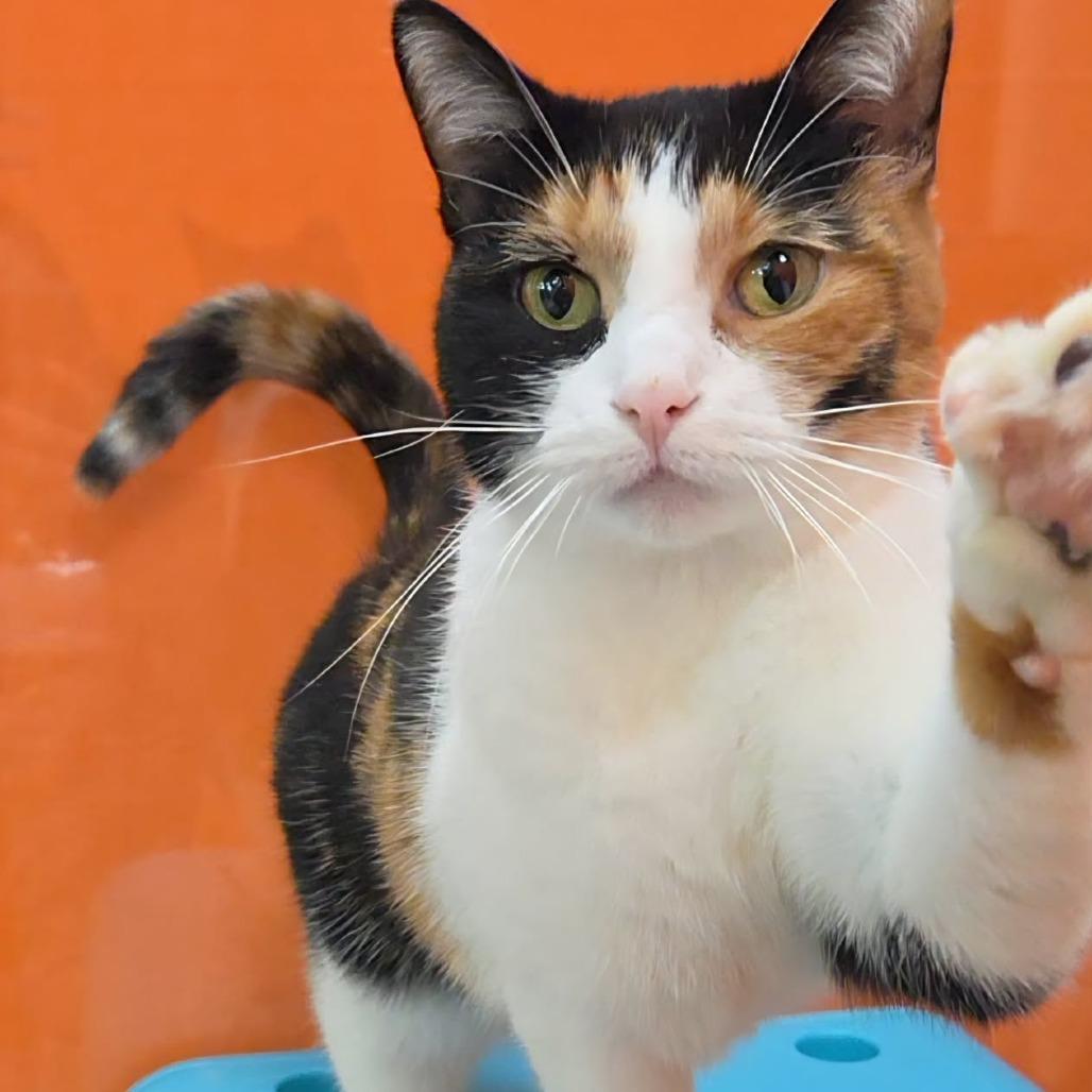 Enlarge Mew, a Adoptable Domestic Short Hair in Oshkosh, WI image 5/5