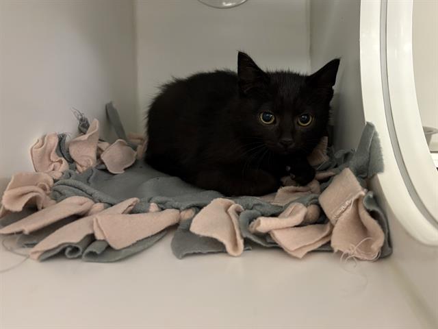 BRAM, Adoptable, Kitten Male Domestic Short Hair.