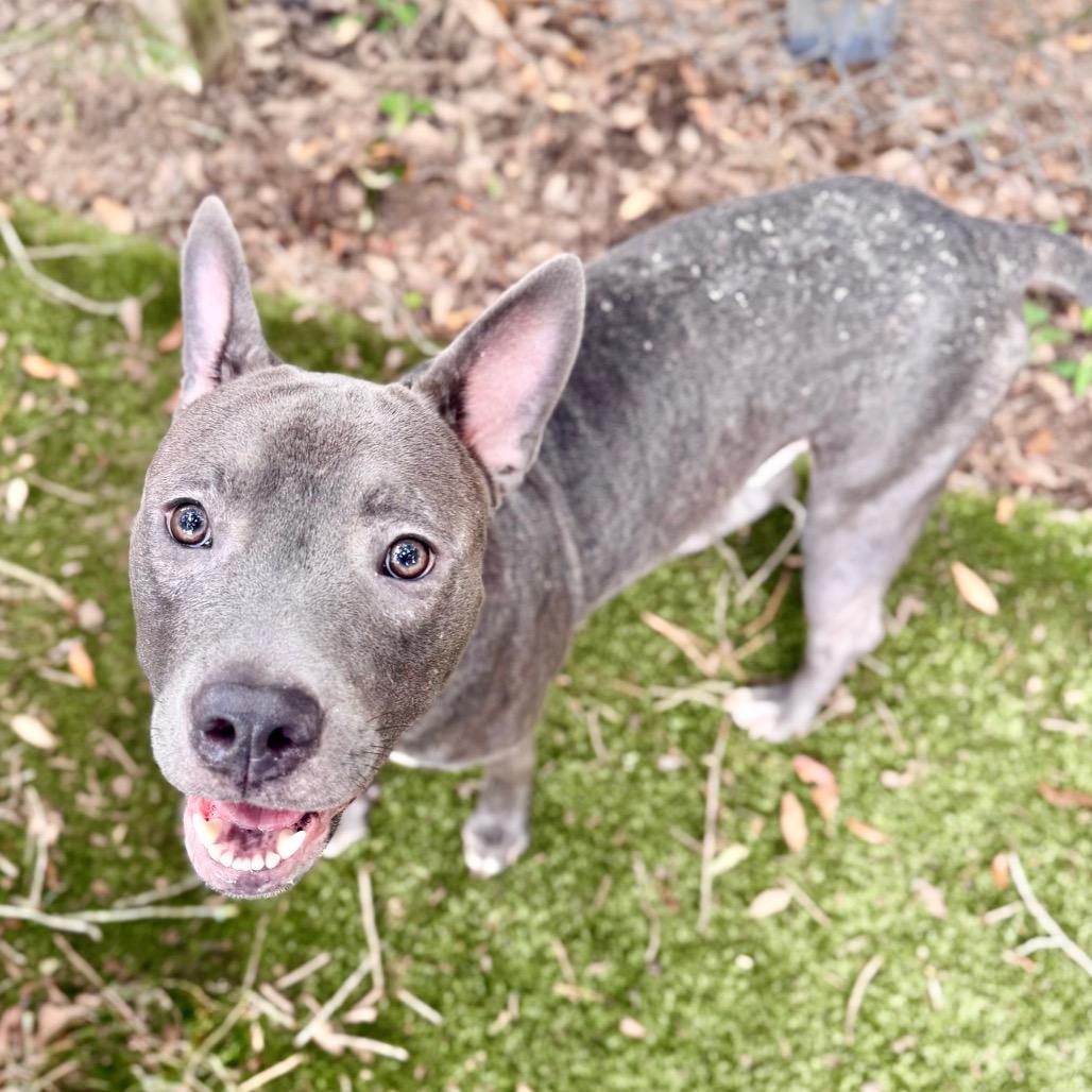 Thor, Adoptable, Young Male Mixed Breed.