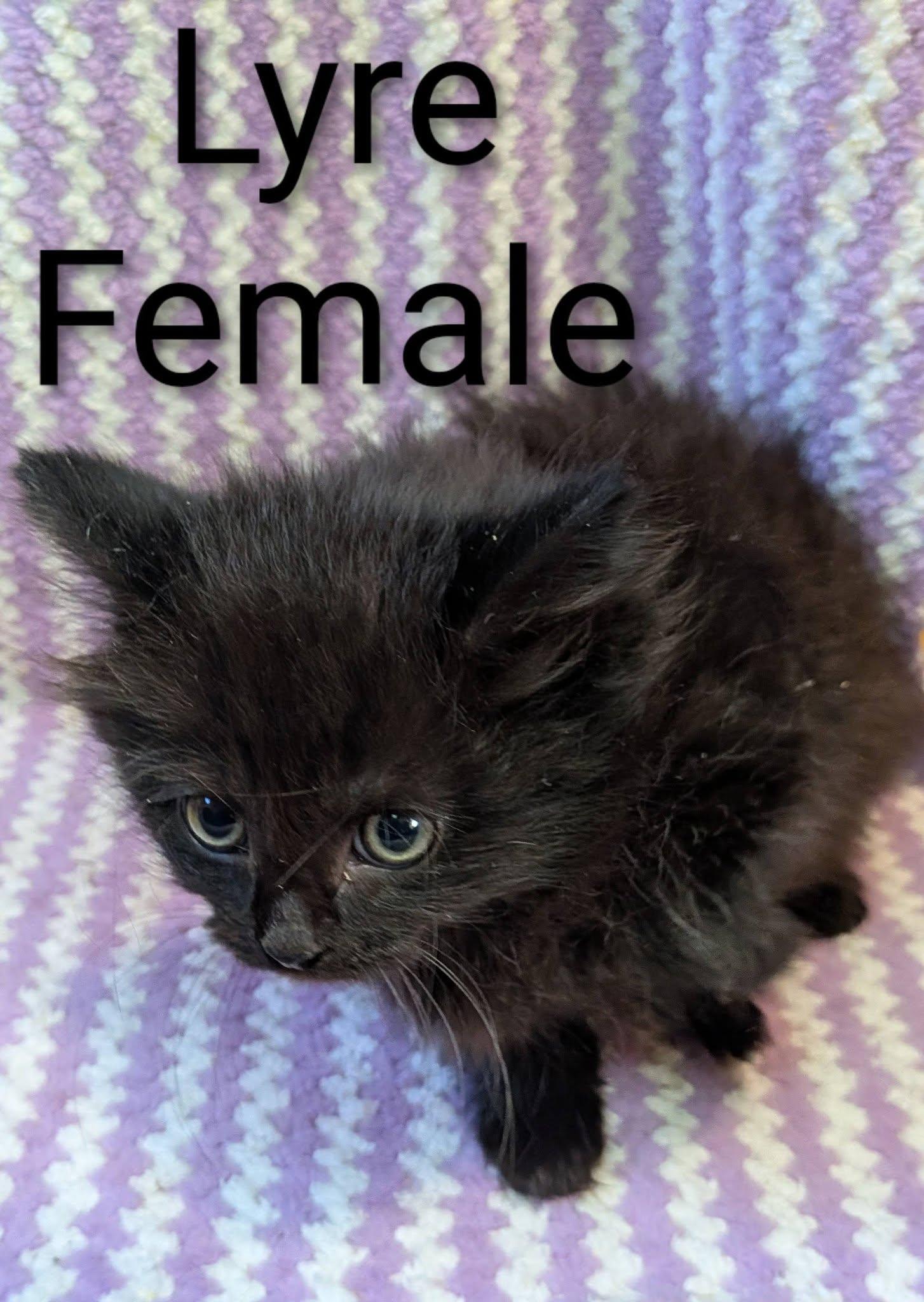 Lyre, an adopted Domestic Long Hair in Clarksville, TN image 1/2
