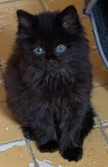 Lyre, an adopted Domestic Long Hair in Clarksville, TN image 2/2