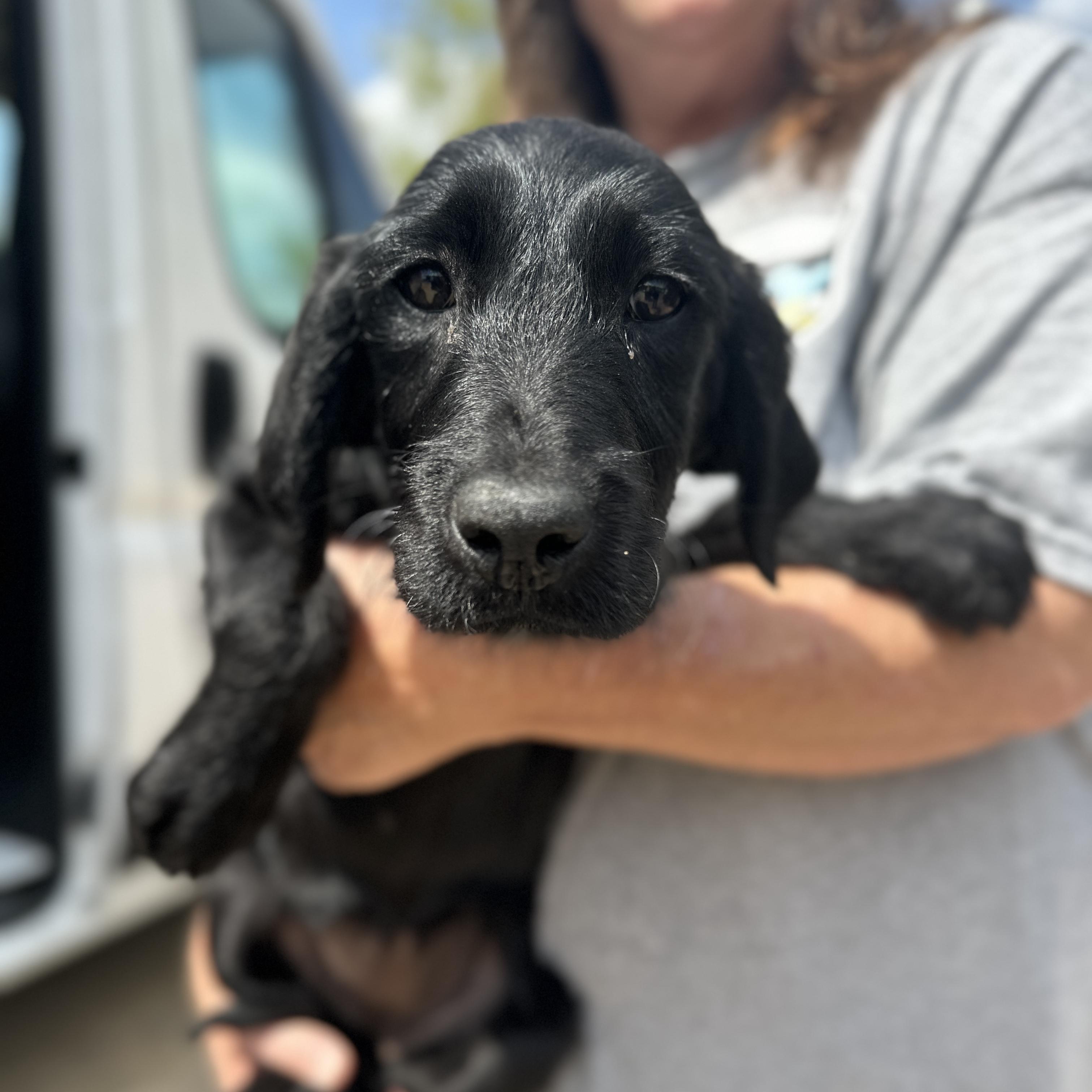 Shire, adopted, Puppy Female Labrador Retriever & Goldendoodle.