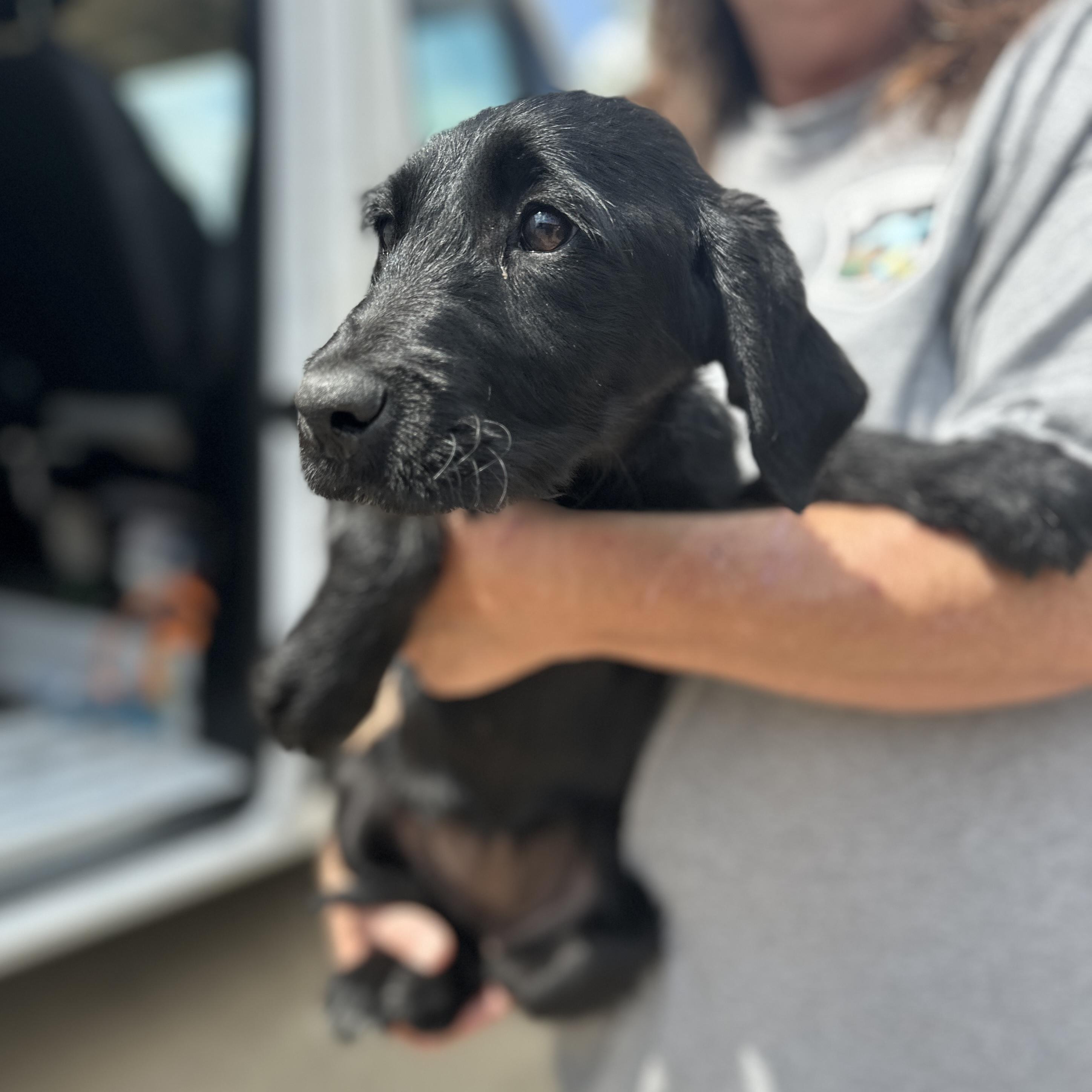 Enlarge Shire, an adopted mixed breed in White Stone, VA image 2/3