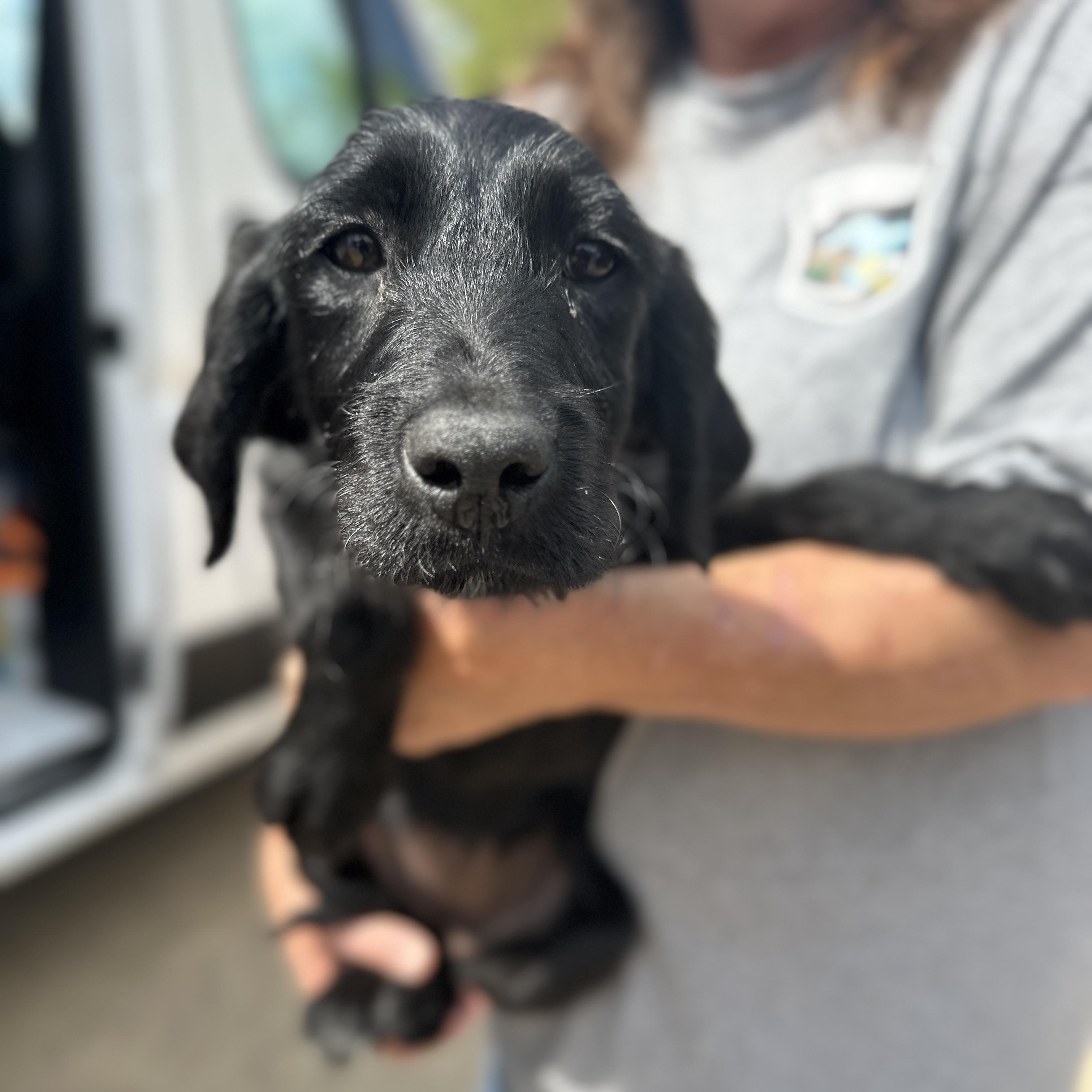 Enlarge Shire, an adopted mixed breed in White Stone, VA image 3/3