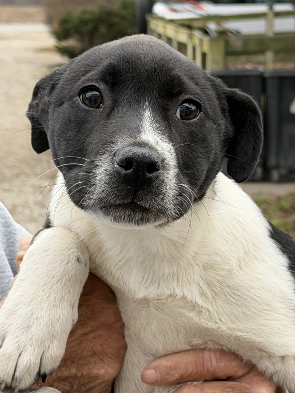 Holiday Pups  Noel thumbnail 2