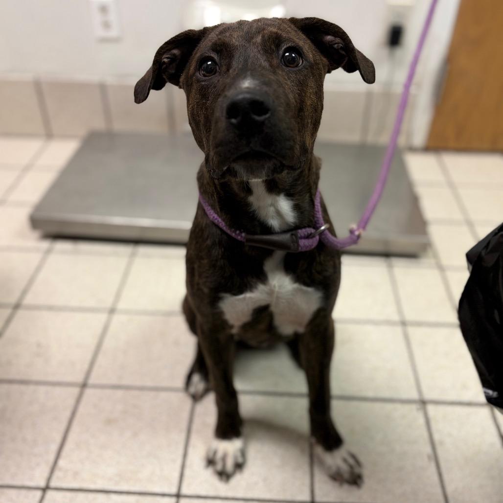Enlarge Nori, a Adoptable Mixed Breed in Charleston, WV image 1/1