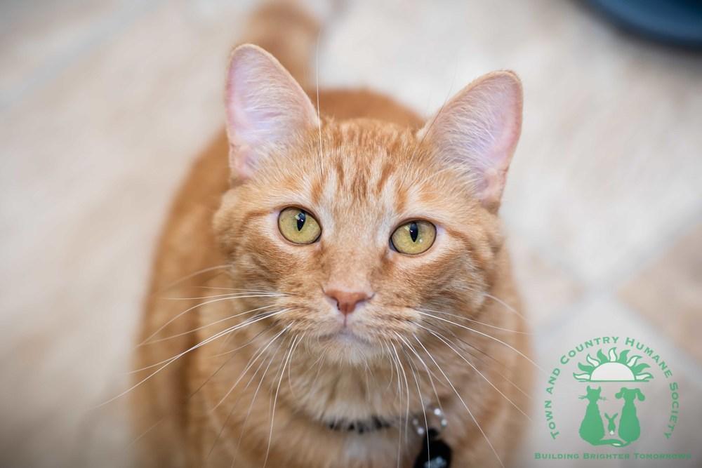 Bamm Bamm Rubble, Adopted, Adult Male Domestic Short Hair.