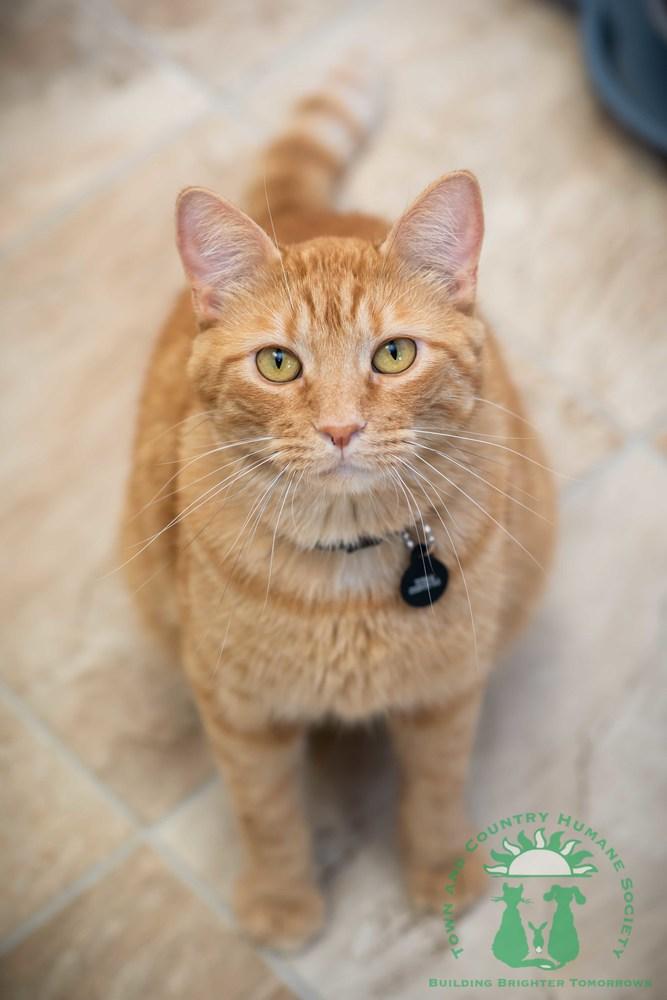 Enlarge Bamm Bamm Rubble, a Adopted mixed breed in Papillion, NE image 2/2