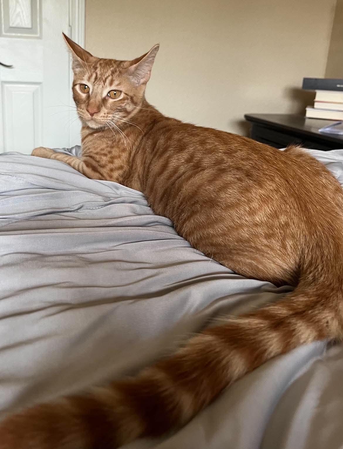 Enlarge Theo, a Adopted mixed breed in Ancaster, ON image 3/6