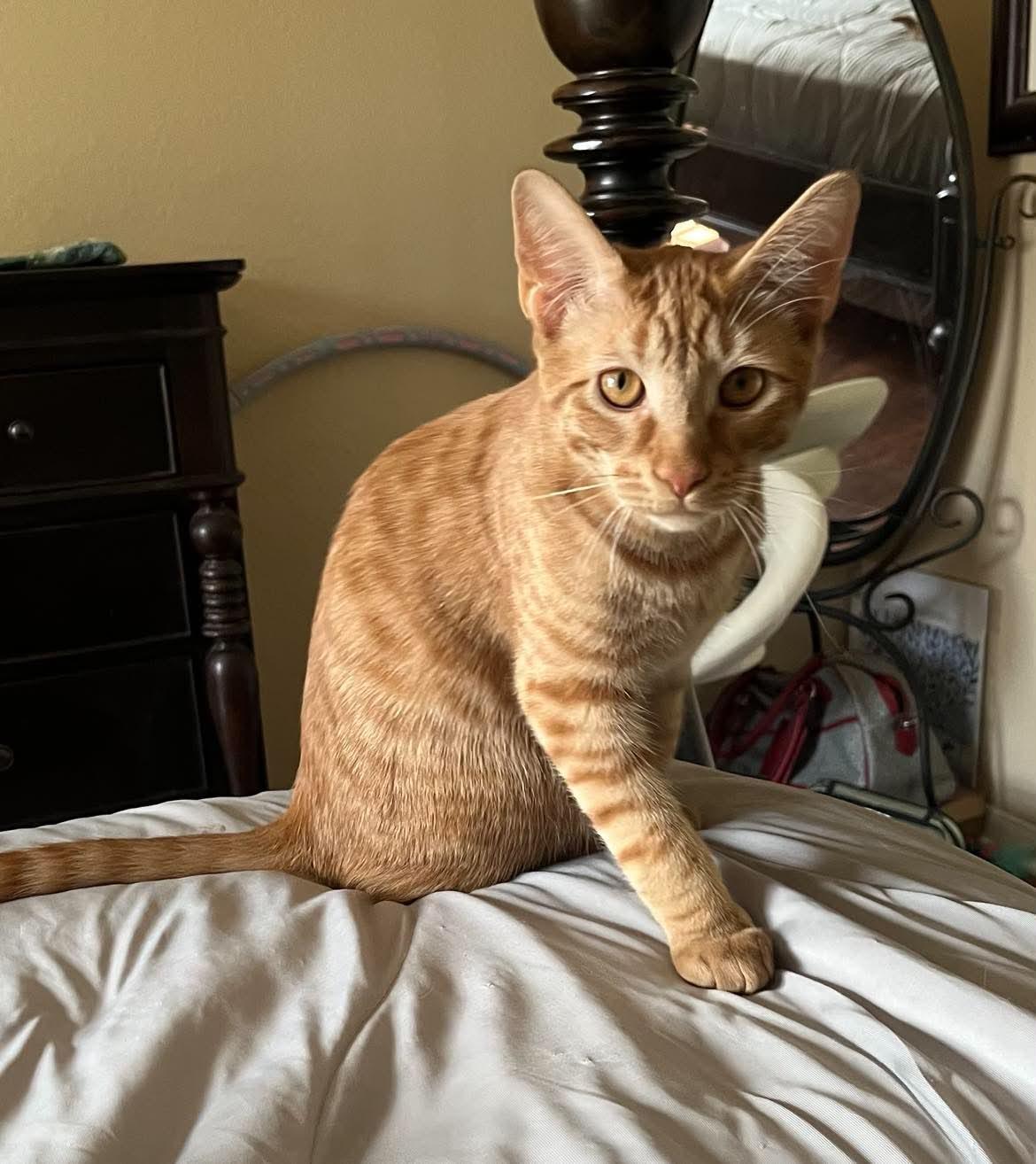 Enlarge Theo, a Adopted mixed breed in Ancaster, ON image 4/6