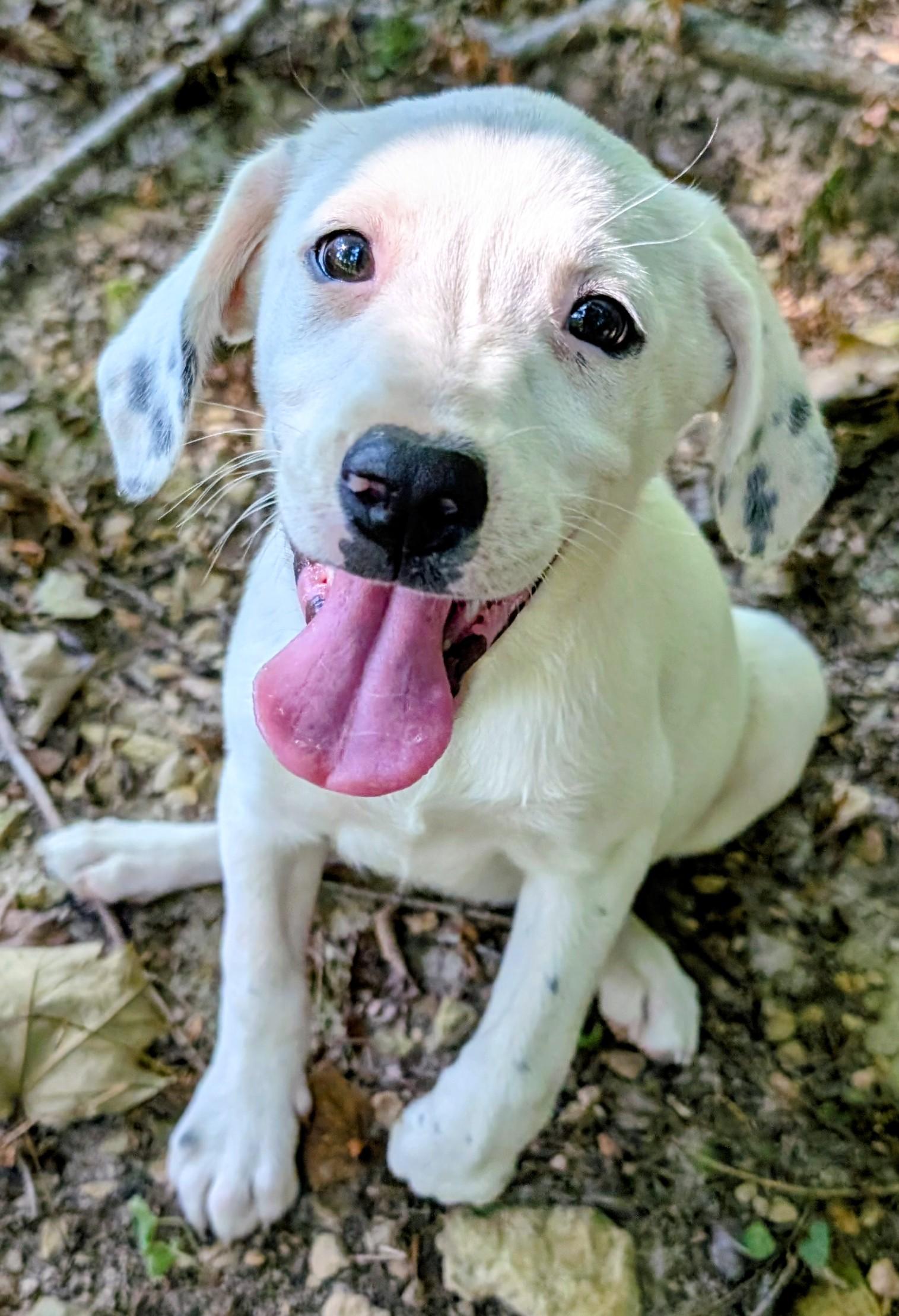 Jellybean, a Adoptable mixed breed in Goodlettsville, TN image 1/6