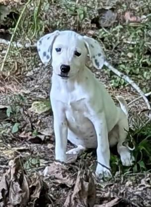 Jellybean, a Adoptable mixed breed in Goodlettsville, TN image 2/6