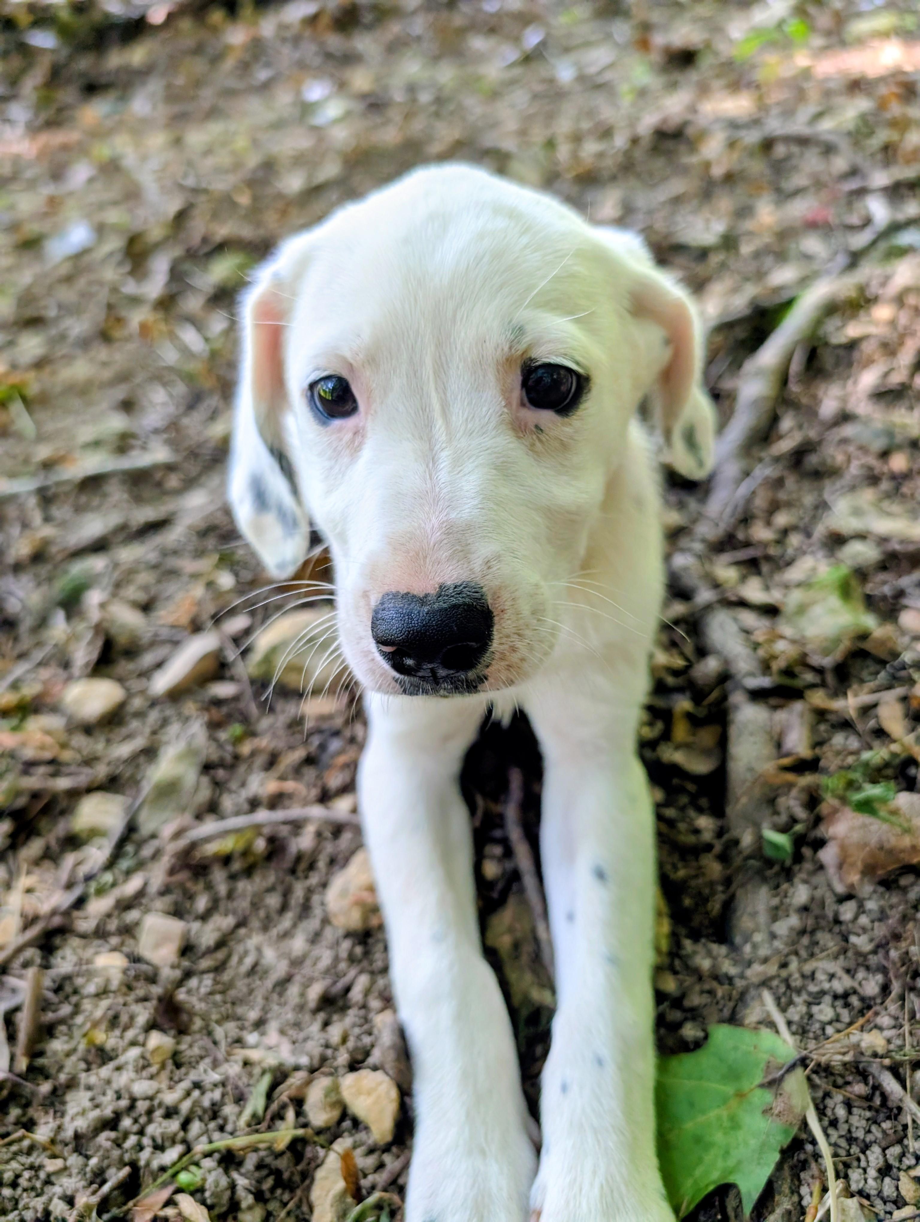 Jellybean, a Adoptable mixed breed in Goodlettsville, TN image 3/6