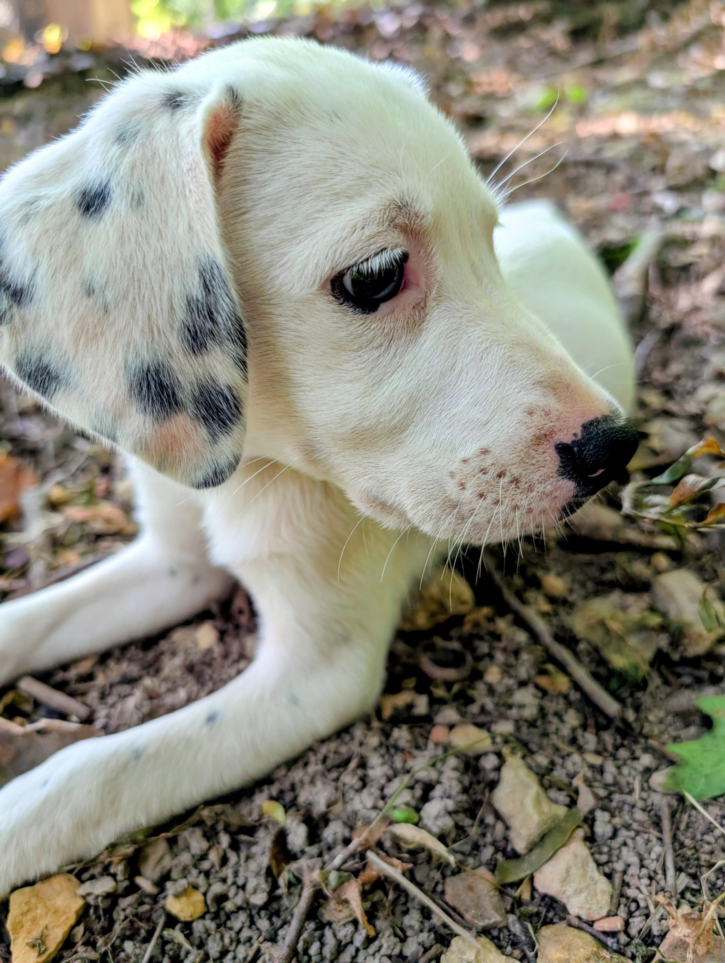 Jellybean, a Adoptable mixed breed in Goodlettsville, TN image 4/6