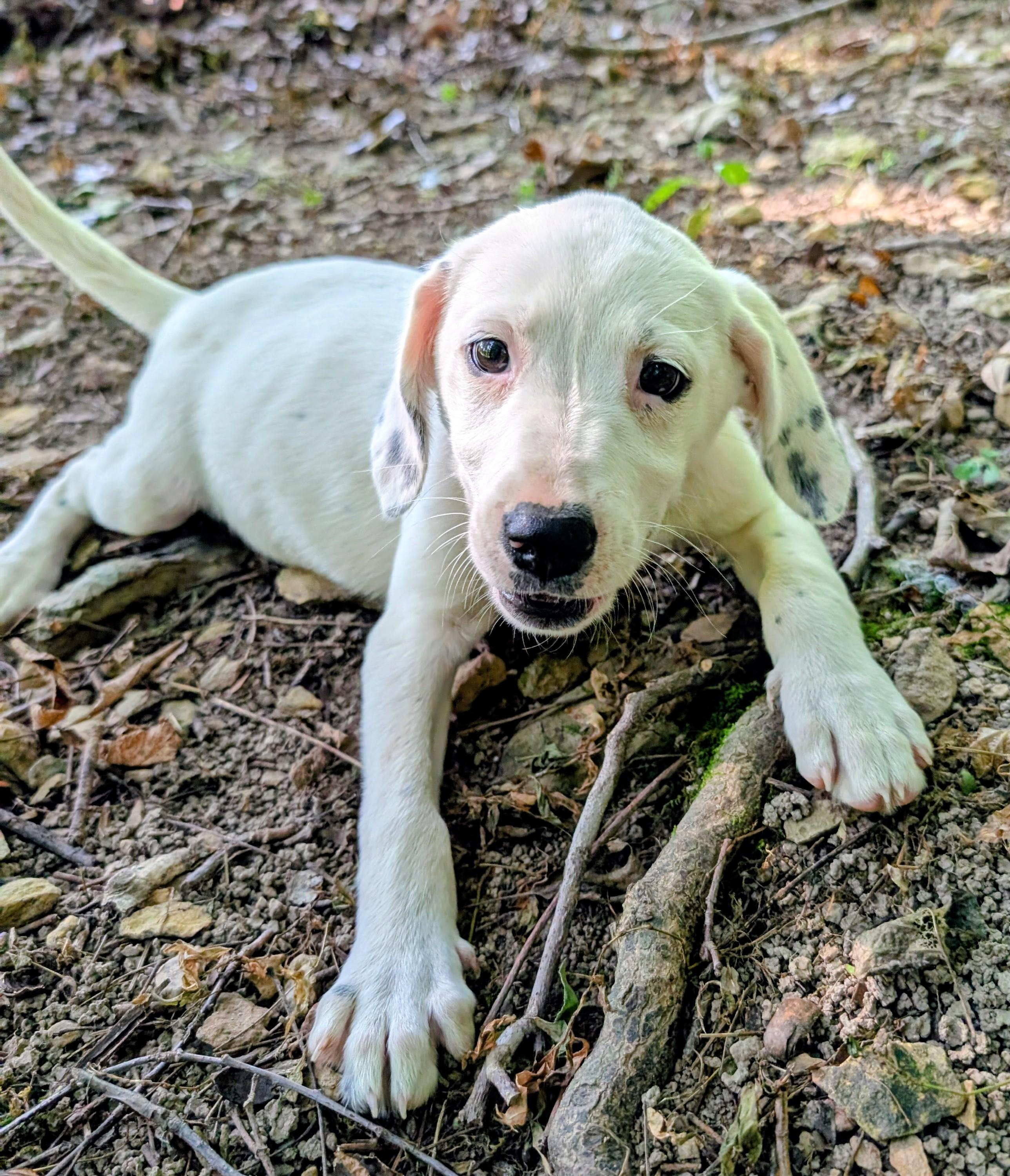 Jellybean, a Adoptable mixed breed in Goodlettsville, TN image 5/6