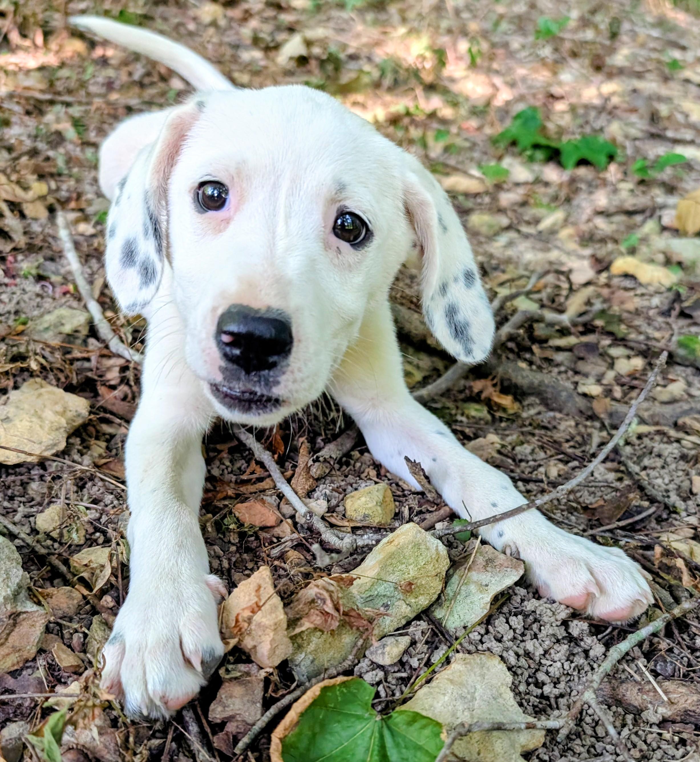 Jellybean, a Adoptable mixed breed in Goodlettsville, TN image 6/6