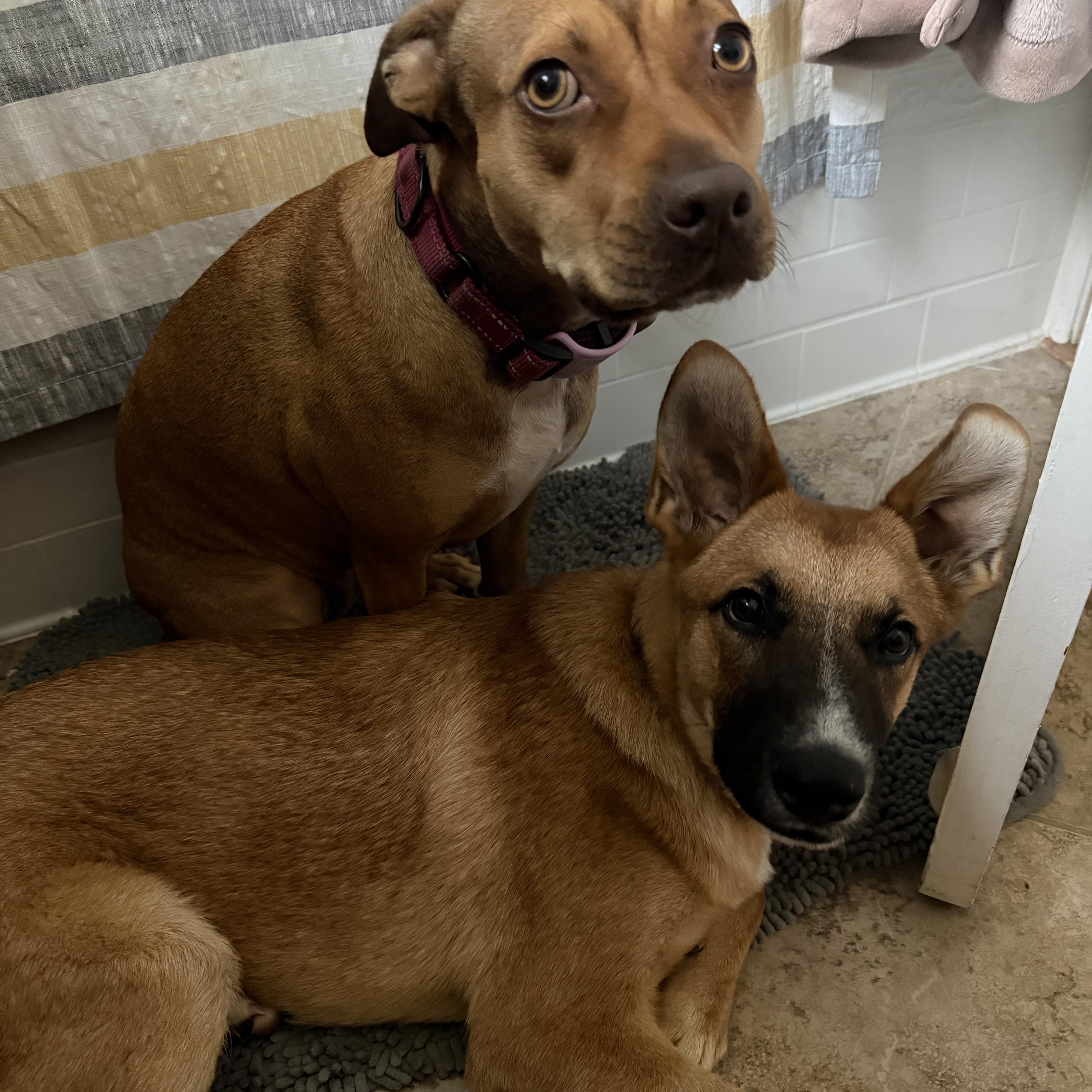 Enlarge Charlie, a Adoptable mixed breed in New York, NY image 3/6