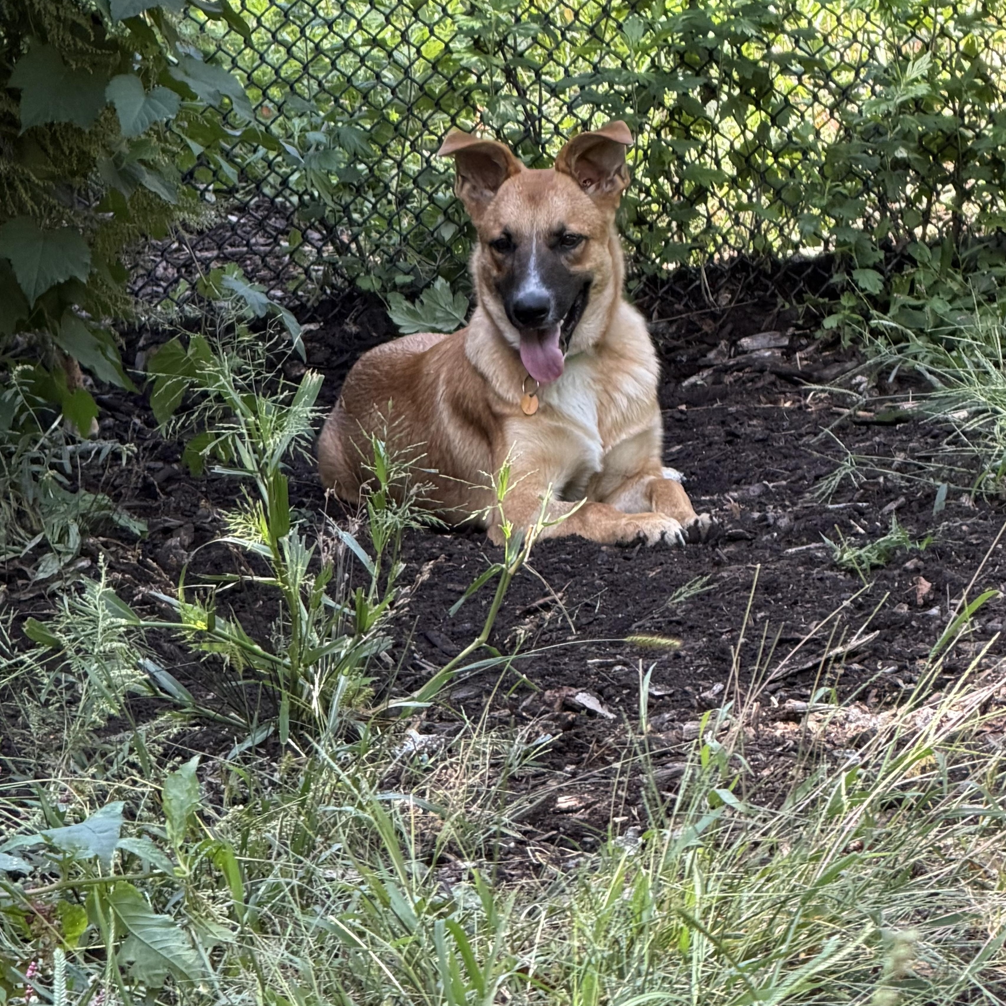 Enlarge Charlie, a Adoptable mixed breed in New York, NY image 5/6