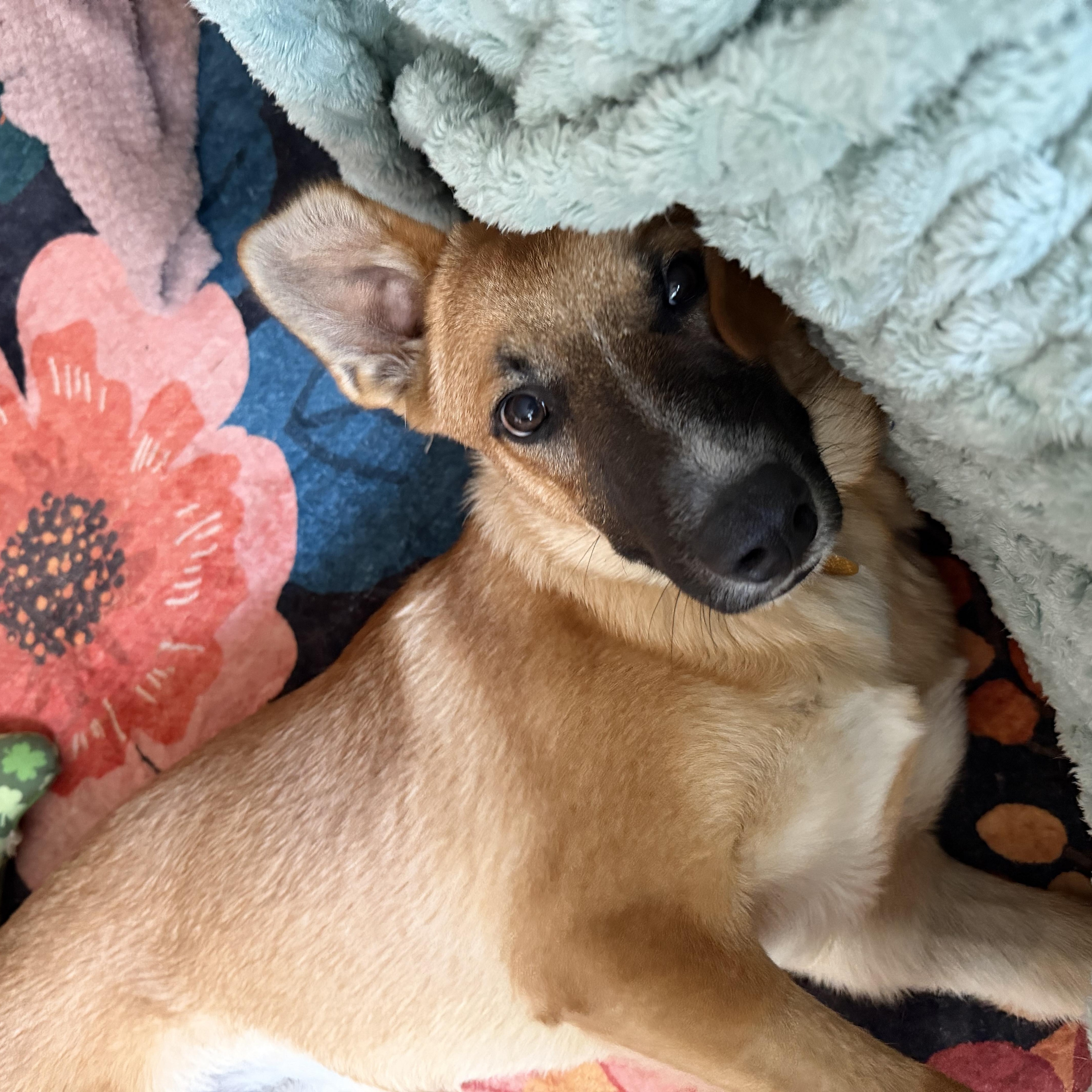 Enlarge Charlie, a Adoptable mixed breed in New York, NY image 2/6